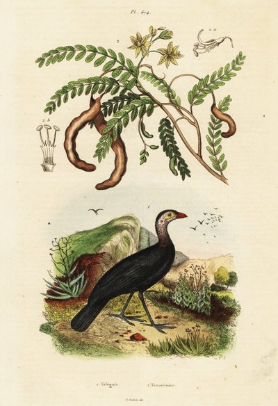 Brushturkey e tamarindo.,1834-1839 (gravura) de Unbekannter Künstler