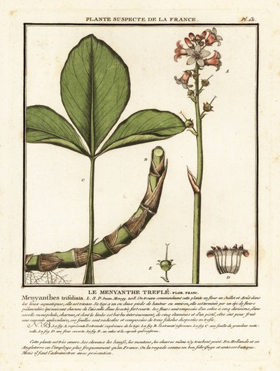 Buckbean, Menyanthes trifoliata. de Unbekannter Künstler
