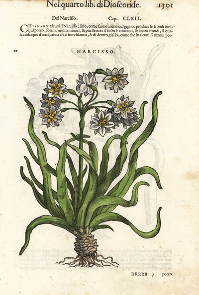 Narciso em cacho, Narcissus tazetta. Gravura em xilogravura colorida à mão por Wolfgang Meyerpick a partir de uma ilustração de Giorgio Liberale dos Discorsi di P.A. Matthioli ne i sei libri della Materia Medicinale di Pedacio Dioscoride de Pietro Andrea M de Unbekannter Künstler