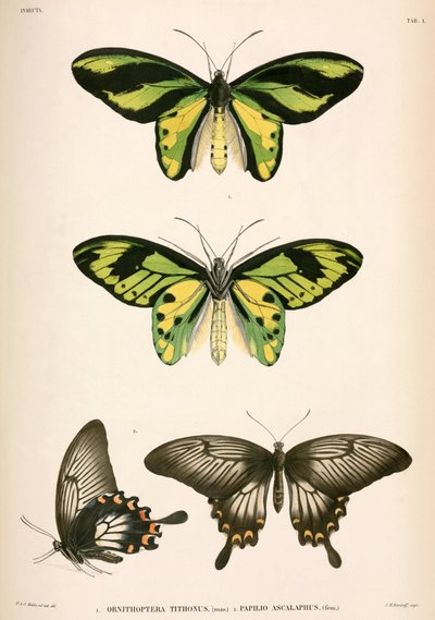 Butterflies, Indonésia de Unbekannt