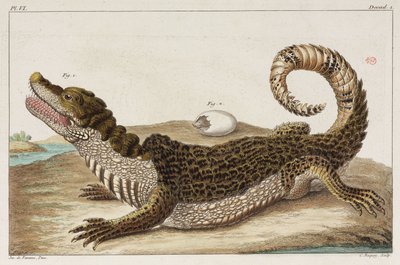 Caiman e o seu pequeno de Unbekannt