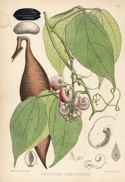 Feijão de Calabar ou feijão de calabar. Physostigma venenosum. Litografia colorida à mão de Hanhart a partir de uma ilustração botânica de David Blair da obra Medicinal Plants de Robert Bentley e Henry Trimen, Londres de Unbekannter Künstler