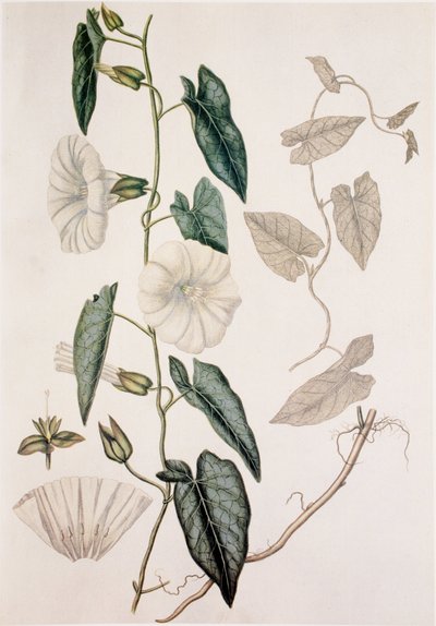 Calystegia sepium/Convolvulus sepium/Hedge Bedding de Unbekannt