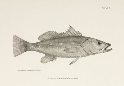 Camotillo, Oceano Pacífico, c 1832-1836 de Unbekannter Künstler