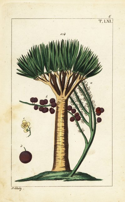 Dragoeira das Ilhas Canárias, Dracaena draco. Vulnerável. de Unbekannter Künstler