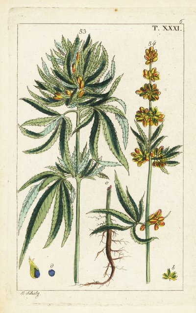Planta de Cannabis, Cannabis sativa. de Unbekannter Künstler
