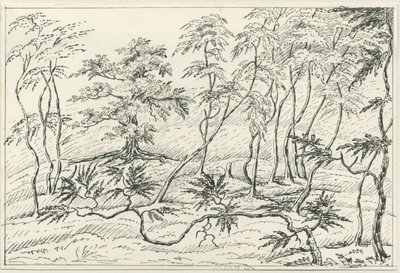 Cannock Chase: desenho a caneta e lápis, séc. XIX de Unbekannt