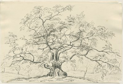 Cannock Chase: desenho a caneta e lápis, séc. XIX de Unbekannt