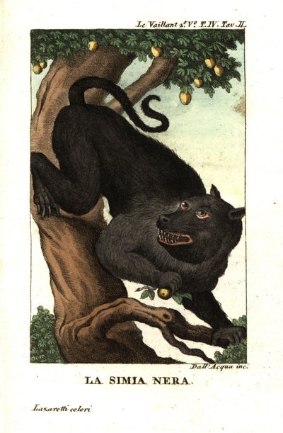 Babuíno do Cabo ou babuíno chacma, Papio ursinus. De François Le Vaillant (Levaillant de Unbekannter Künstler
