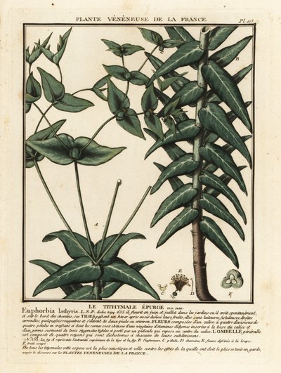 Espigão de Caper, Euphorbia lathyris. de Unbekannter Künstler