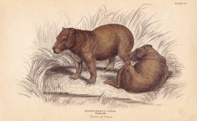 Capivara, Hydrochoerus hydrochaeris (Hydrochaerus cabiai). Gravura em metal aço colorida à mão por Lizars a partir de uma ilustração de Charles Hamilton Smith da Naturalist