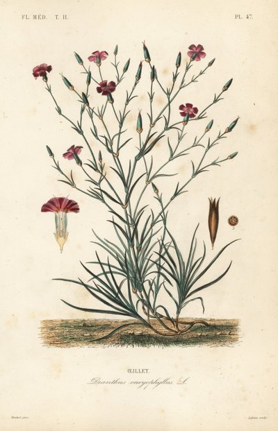 Cravinho ou cravo rosa, Dianthus caryophyllus, Oeillet de Unbekannt