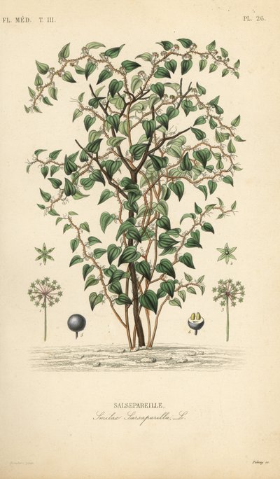 Cat greenbriar ou catbriar, Smilax glauca, Smilax sarsaparilla, Salsepareille, Gravura em aço colorido à mão por Debray após ilustração botânica de Edouard Maubert de Pierre Oscar Reveil, A de Unbekannt