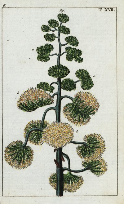 Planta do século, Agave americana. de Unbekannter Künstler