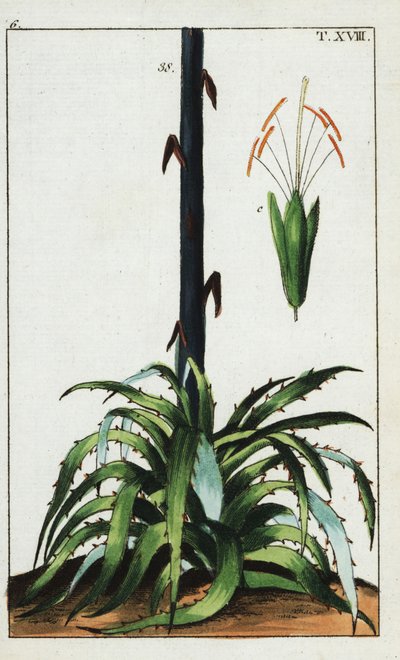 Planta do século, Agave americana. de Unbekannter Künstler