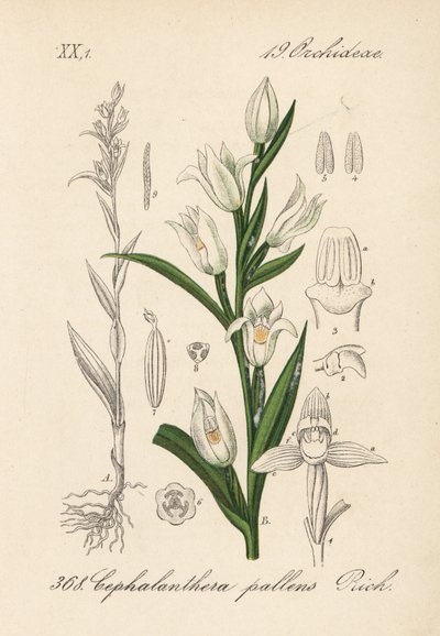 Cephalanthere has epe ou long-leaved - Cephalanthera longifolia (Cephalanthera pallens). Litografia colorida à mão da obra Flora von Deutschland (Flora da Alemanha) de Diederich von Schlechtendal, Jena de Unbekannter Künstler