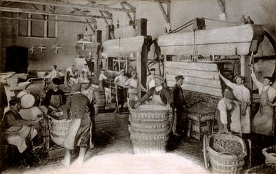 Champanhe: prensagem de uvas na casa de colheita Saint-Helene, Casa Moet & Chandon Epernay, início do século XX (foto a p/b) de Benjamin Baud