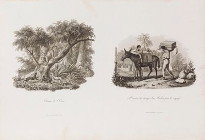 Chasse de l´Onze, da Coleção Brasiliana Iconográfica de Unbekannter Künstler