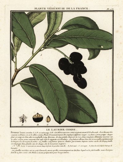 Louro de cerejeira, Prunus laurocerasus. de Unbekannter Künstler