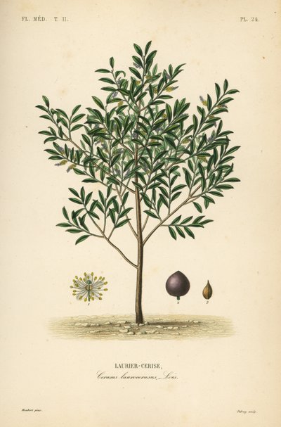 Louro de cerejeira ou loureiro inglês, Laurocerasus de Prunus, Cerasus laurocerasus, Laurier-cerise de Unbekannt