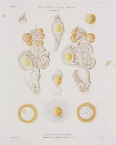Ovo de galinha no oviduto, c 1847-1859 de Unbekannt