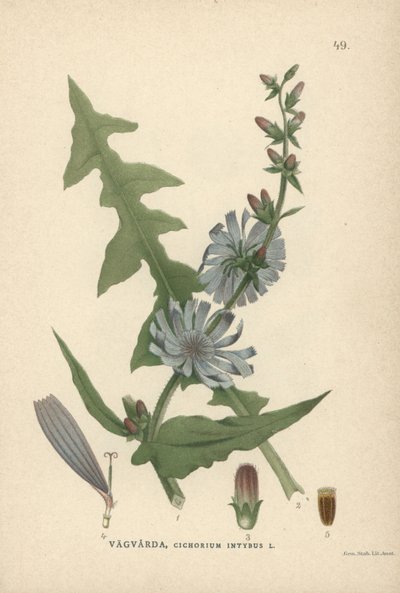 Chicória, Cichorium intybus de Unbekannter Künstler