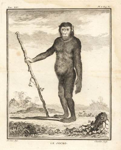 Chimpanzé, Pan troglodytes. O Jocko. Em perigo de extinção. Gravura em talhe-doce de Chevillet a partir de uma ilustração de Jacques de Seve da Histoire Naturelle de Georges-Louis Leclerc, Comte de Buffon, Imprimerie Royale, Paris de Unbekannter Künstler