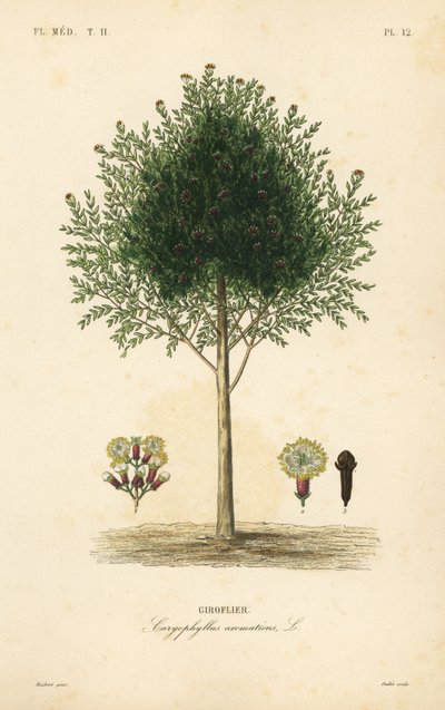 Cravinho, Syzygium aromaticum, Caryophyllus aromaticus, Giroflier de Unbekannt