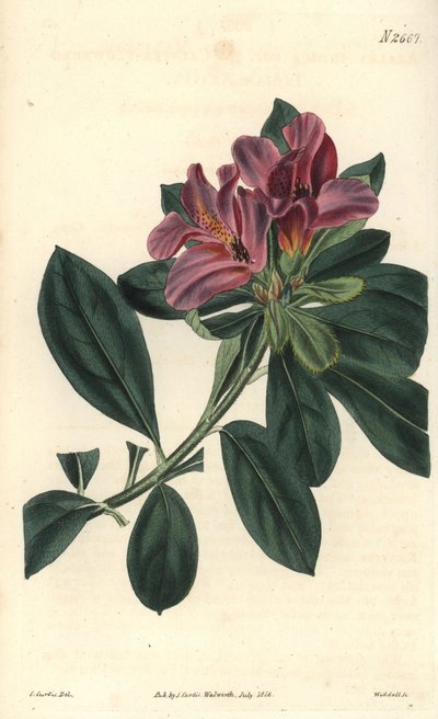 Grupo de flores roxas de uma azálea indiana. Ilustração de C. Curtis, gravura de Weddell. Eau forte em The Curtis Botanical Magazine, de Samuel Curtis de Unbekannter Künstler