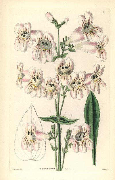 Penstemon cobaea, Penstemon cobaea. Gravura em chapa de cobre colorida à mão por Weddell após J. McNab do Ornamental Flower Garden and Shrubbery de John Lindley e Robert Sweet, G. Willis, Londres de Unbekannter Künstler