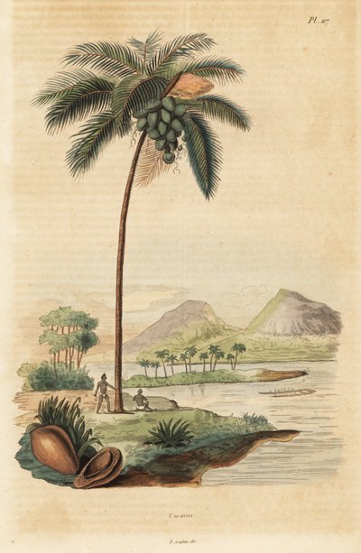 Coqueiro, Cocos nucifera de Unbekannt