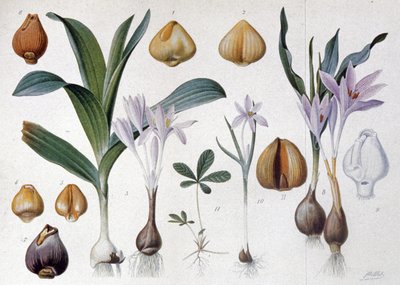 Colchicum, c.1900 (gravura) de Unbekannter Künstler