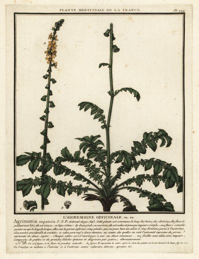 Agrimonia comum, Agrimonia eupatoria. de Unbekannter Künstler