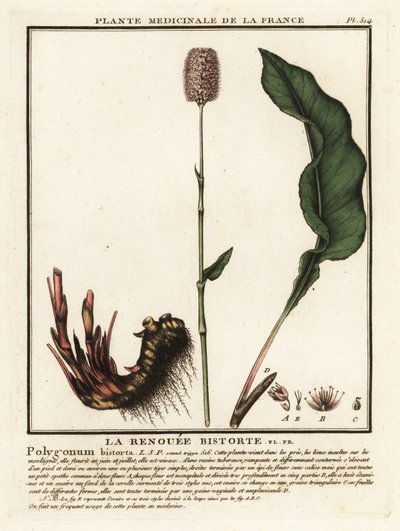 Bistorta comum, Persicaria bistorta. de Unbekannter Künstler
