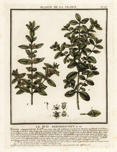 Caixa comum, Buxus sempervirens. de Unbekannter Künstler