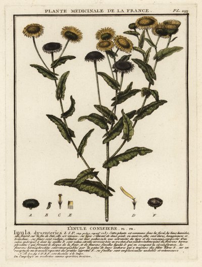 Fleabane comum, Pulicaria dysenterica. de Unbekannter Künstler