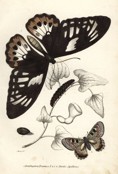Asa de pássaro verde comum, Ornithoptera priamus, borboleta, lagarta e pupa, e falso apolo, Archon apollinus (Doritis apollinus). Litografia colorida à mão da Galeria de História Natural de Georg Friedrich Treitschke, Naturhistorischer Bildersaal des Thi de Unbekannter Künstler