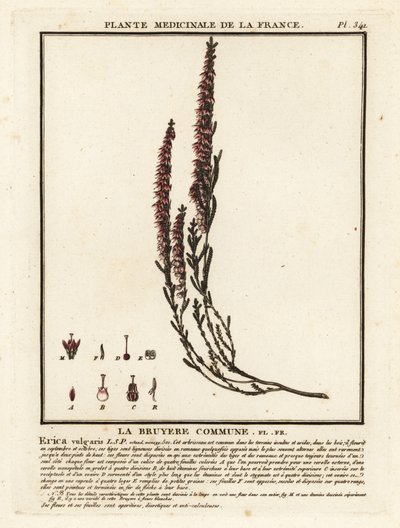 Urze comum, Calluna vulgaris. de Unbekannter Künstler
