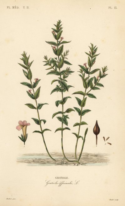 Hexissopo ou erva de graça comum, Gratiola officinalis, Gratiole de Unbekannt