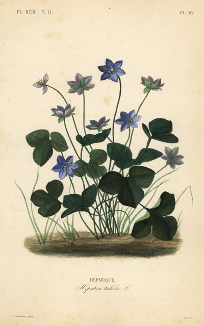 Hepática comum ou hepática, Anemone hepática, Hepatica triloba, Hepatique de Unbekannt