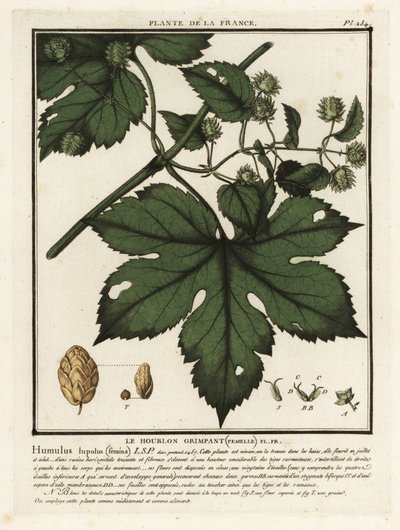 Lúpulo comum, Humulus lupulus lupulus. de Unbekannter Künstler