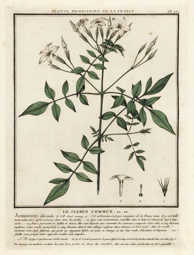 Jasmim comum, Jasminum officinale. de Unbekannter Künstler