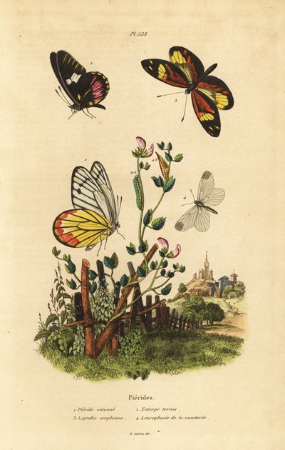 Jezebel comum, Delias eucharis 1, coração branca, Archonias brassolis 2, tigre branco mímico, Dismorphia amphione 3, madeira branca, Leptidea sinapis 4 de Unbekannt