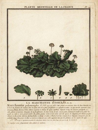 Hepática comum, Marchantia polymorpha. de Unbekannter Künstler