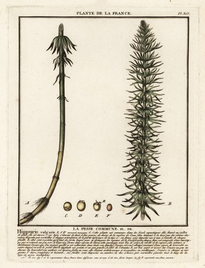 Rabo de égua comum, Hippuris vulgaris. de Unbekannter Künstler