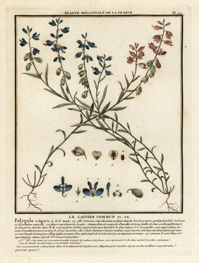Milkwort comum, Polygala vulgaris. de Unbekannter Künstler