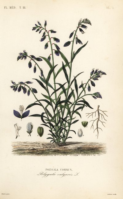 Mosto de leite comum, Polygala vulgaris, Polygala commun de Unbekannt