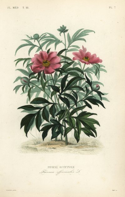 Peónia comum ou de jardim, Paeonia officinalis, Pivoine officinale de Unbekannt