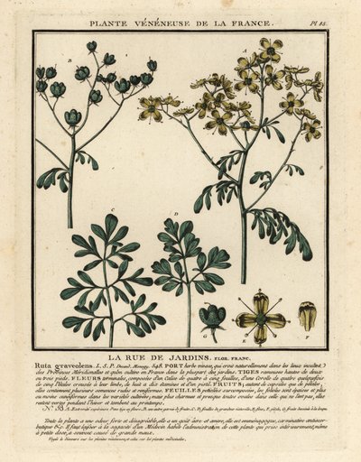 Arruda comum, Ruta graveolens. de Unbekannter Künstler