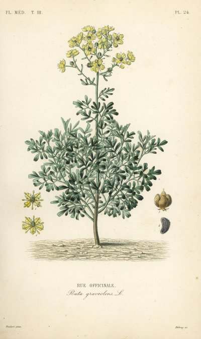 Arruda ou erva de graça, Ruta graveolens, Rue officinale de Unbekannt
